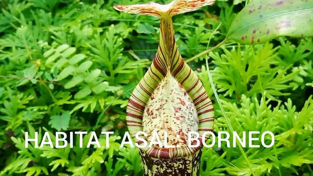 30 Nepenthes hemsleyana