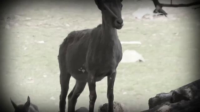 ⭐️ Сегодня мы отдаем дань глубокого уважения бессмертному подвигу воинов-освободителей