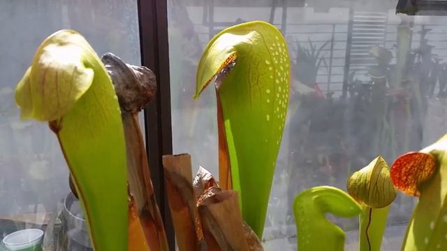 38. SARRACENIA SP. RICONOSCIMENTO CARATTERISTICHE FENOTIPICHE DELLE SPECIE.
