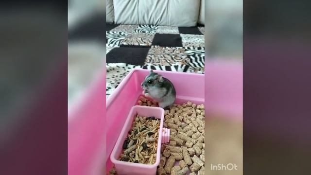 Хомяк Рино 2