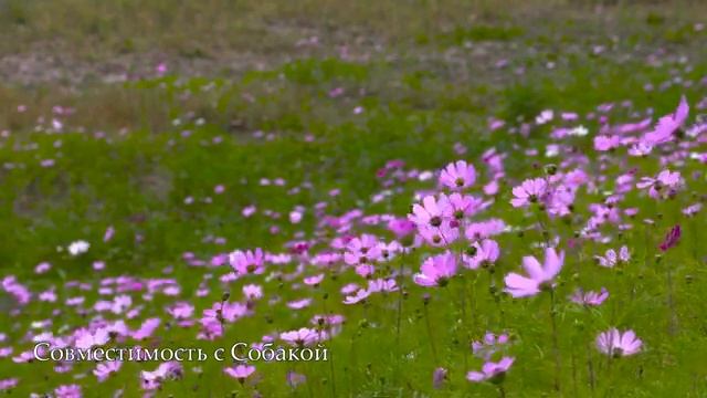 Совместимость знака Обезьяна - лучшая и худшая пара