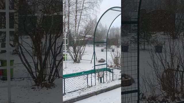 Зимнее черенкование гортензий. Видео N5 16.02.2025