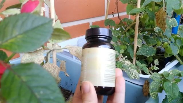 Chasteberry Vitex Benefits,How To Use & Warnings