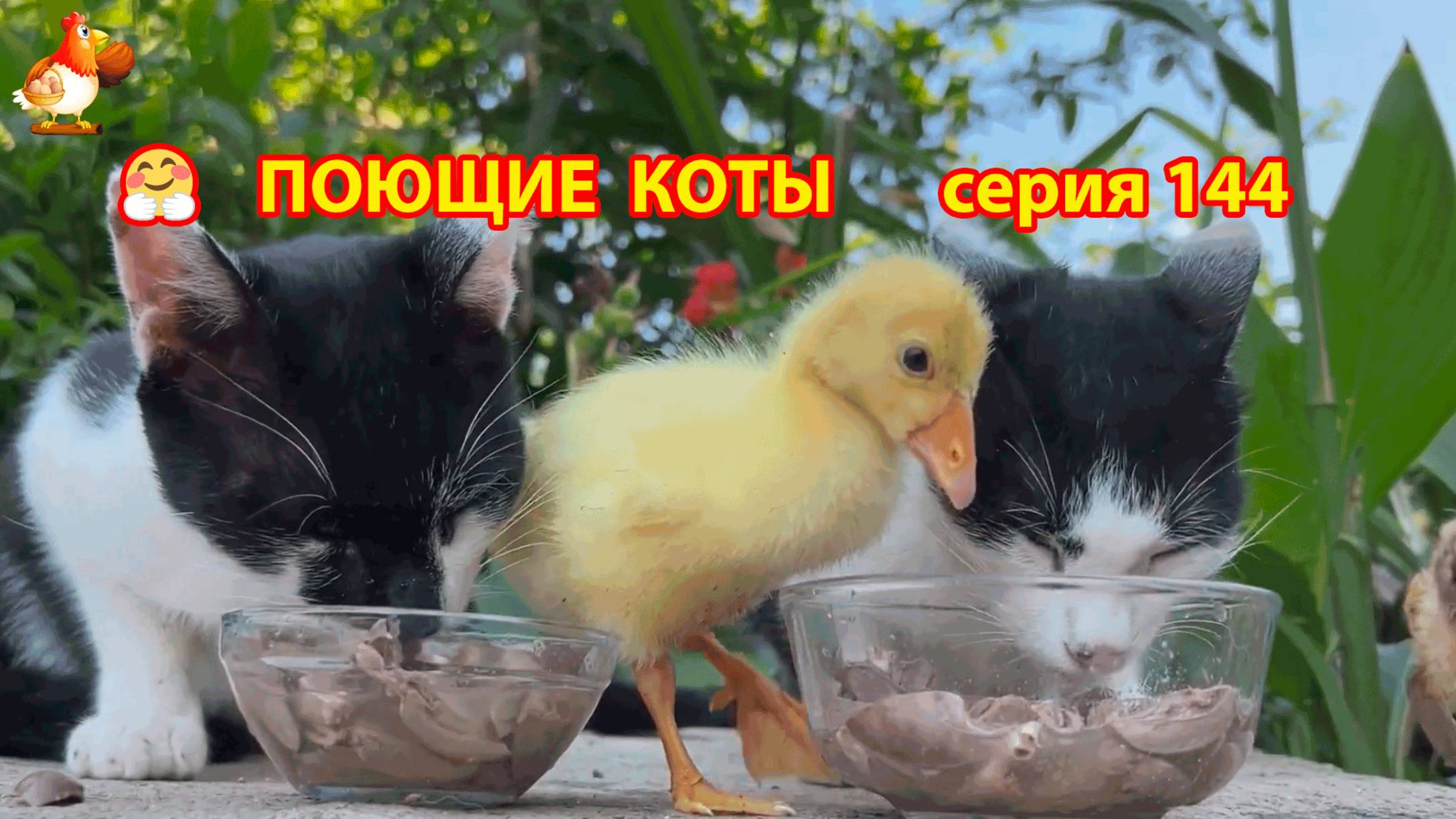 Крутые коты у птичьего двора серия (144) 🐈🐈⬛😹 Природа Абхазии и подворье с птицами и животными ❣
