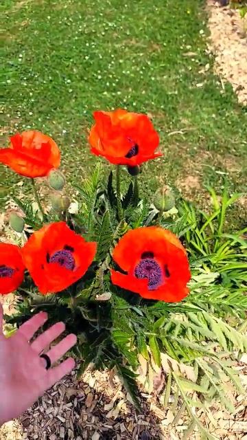 Oriental Poppies decided to show up!