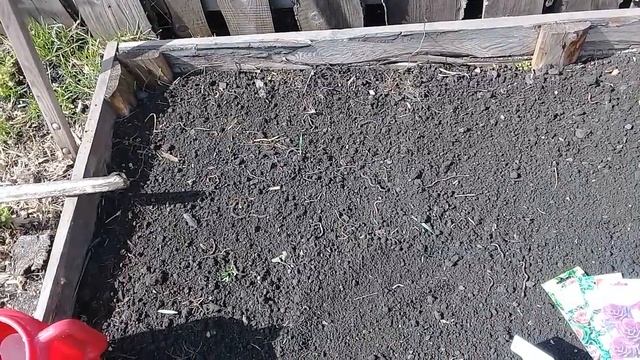 Сею капусту на рассаду