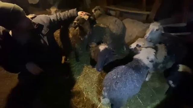 Хутор Вишняковых на связи! Вернёмся немного в прошлое , посетим и наслодимся ещё бесснежной погодой