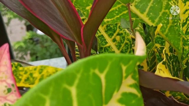 Mere garden ki Rang birange pattidar podhe/Colourful foliage plants of my garden ...