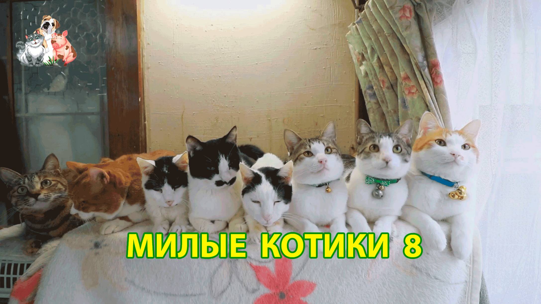 Милые нарядные Котики успокоят нервную систему 🐈🐈🐈 Помогут отдохнуть от забот (8)
