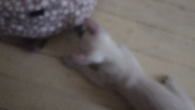 Котята играют в черепаху