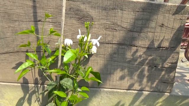 Original Jasmine Flower Vine Kitchen Gardening | Fragrant Climbing Jasmine | White Jasmine Flower