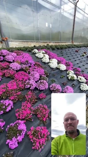 Флокс щиловидный Надеюсь размножим #питомник #лаванда #агроном