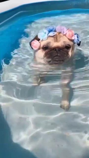 just keep swimming 🥽 MOOD \|\|\|\|#pug#cute#summer#swimming#