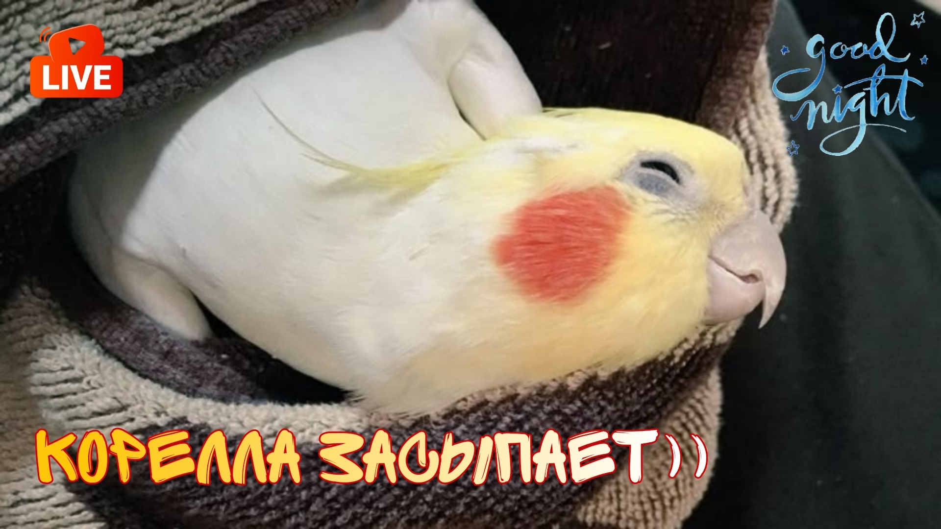 Live Попугай корелла отходит ко сну)
