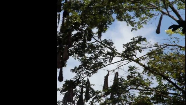 Гнёзды птиц Оропендола и песня цикад