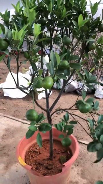Top New Inovations In Gardening   Using drill to graft  Grafting Fruit Trees   a Step by Step Guide