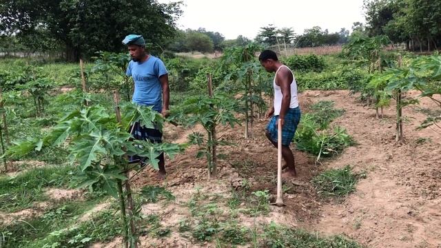 The Papaya Field