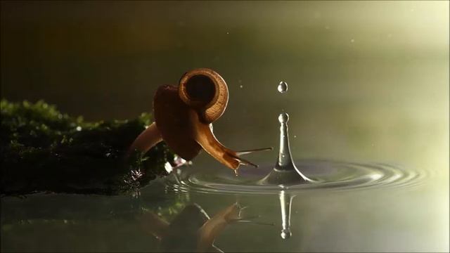 Mari Fujiwara - Water Mark