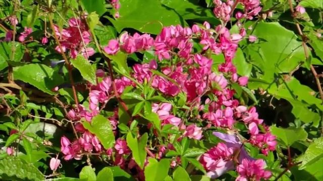How To Grow A Bride Tear Flower (Antigonon Leptopus) For Ornamental Plants At Home