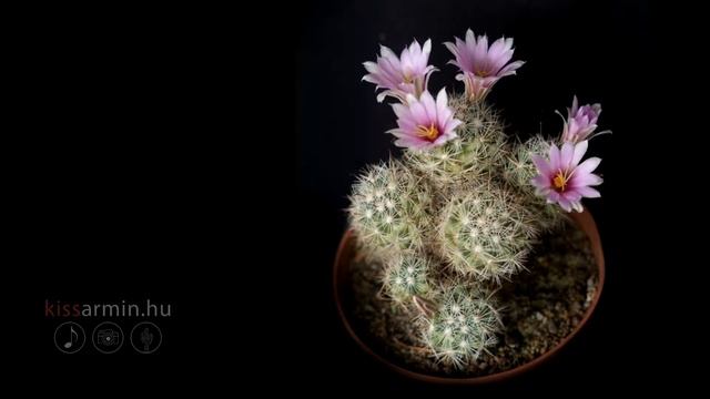 Mammillaria schumannii