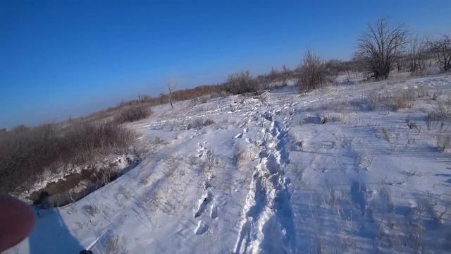 ЗАЙЧЬЕ ЭЛЬДОРАДО Супер охота на зайца гончаки в деле. Дуплет два зайца на номер Сезон 2024-2025 №216
