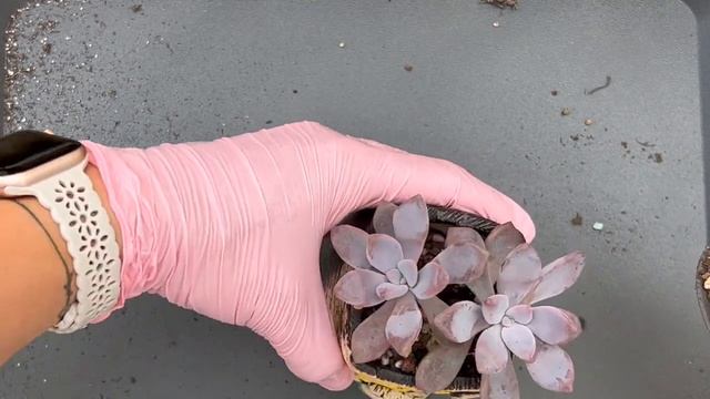 Vlog #48 | Re-potting Mystery Succulent