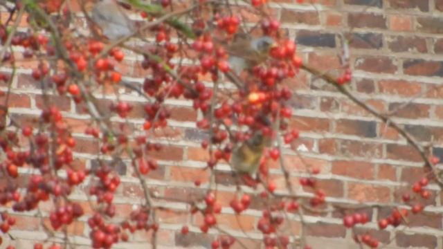 Fieldfares Feeding