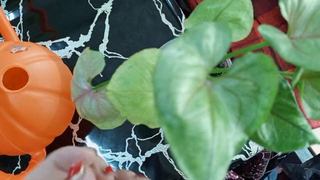 сингониумы сошли с сума, решили стать змеями