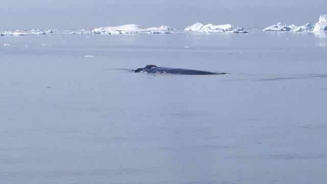 June 2017 - Greenland - Whale Watch (camera) 20