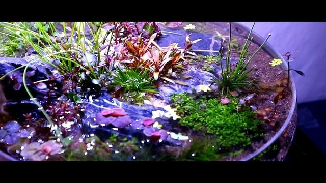 Low tech aquascape untuk udang redcherry shrimp
