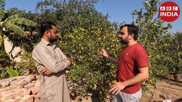 इज़राइल वाला नींबू | Best Lemon Variety | all Season fruiting | How to Grow Lemon | Nimbu ki kheti