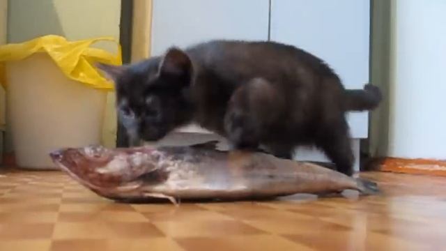 Chuvak and fish (Чувак и рыба)