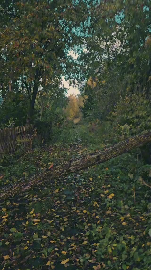 #котлин #кронштадт #санктпетербург #питер #спб #россия #осень #лес #дождь #одиночество #деревня