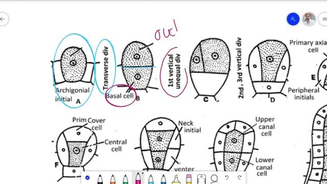 Riccia Sexual Reproduction Urdu Lecture2 for B.S