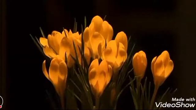 Mag Relax Muna Tayo With Flowers
