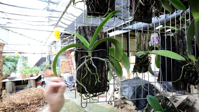 蝴蝶蘭氣根需要【呼吸】還需要【光】【2019/09/29】