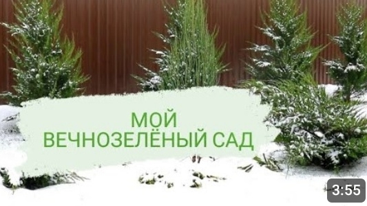 МОЙ ВЕЧНОЗЕЛЁНЫЙ САД 25.12.2023г. БЕЛАРУСЬ, ГОМЕЛЬСКАЯ ОБЛАСТЬ