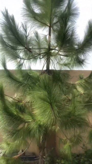 Pinus palustris