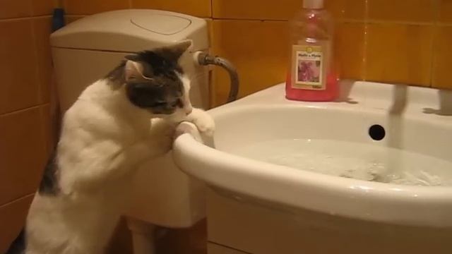 Fionka i jej zabawa z wodą ;) funny cat