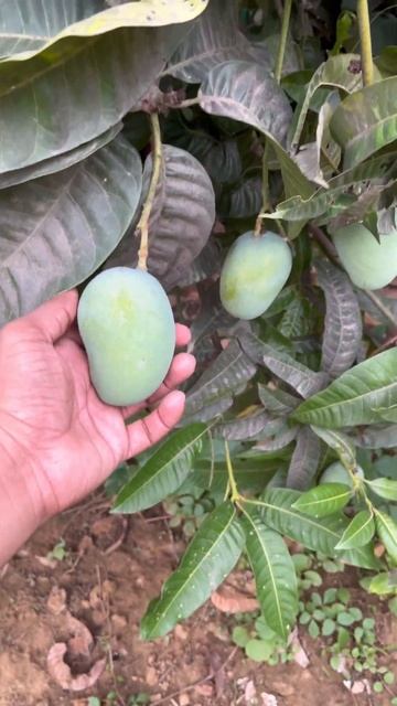 Special Mango for sugar patient|| #jardalu_mango #Jardalu_aam #mango #shorts #youtubeshorts