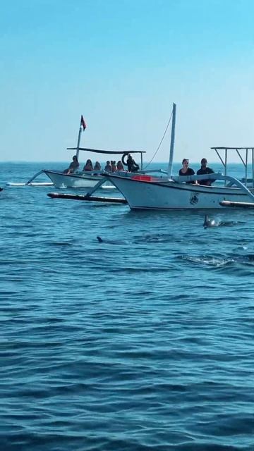 Игра в прятки с дельфинами.