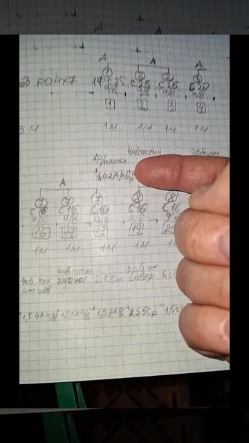 1000016251.mp4 (Собака смотрит на электроснабженение дома А-фрейм)