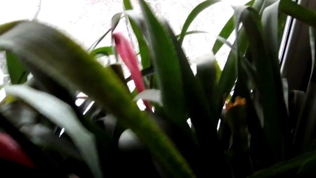 Vera - Billbergia.