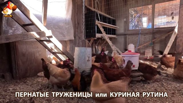Куры несушки свободного выгула и их обычная куриная рутина – эпизод (41)