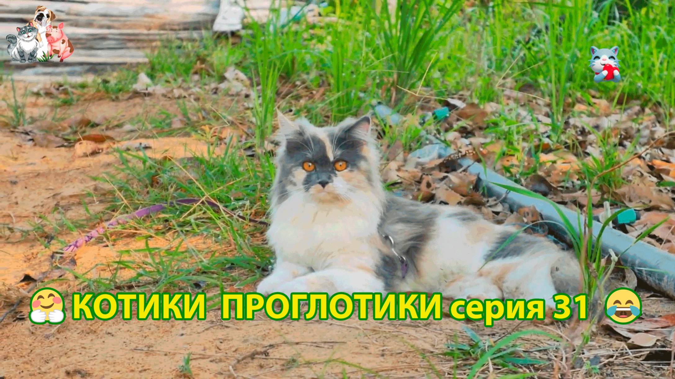 Котики-проглотики растут будущие птицеводы 🐈🐈😹 эпизод (31)