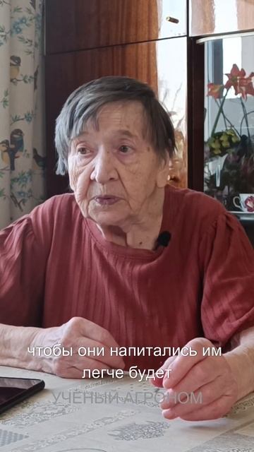 СУХИЕ САЖЕНЦЫ, как подготовить к посадке #дача #сад