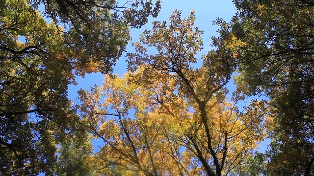 Novembre : les feuilles tombent sous le soleil d'automne | SuperNaturel