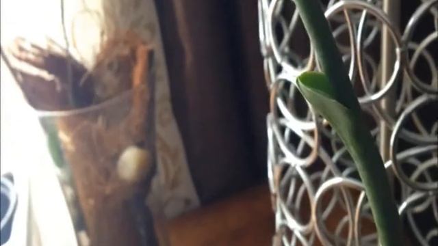 FernCrafts: Phalenopsis Keiki??? Suggestions anyone?