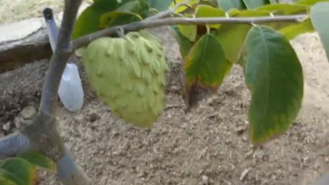 cherimoya tree,season 2 part 3