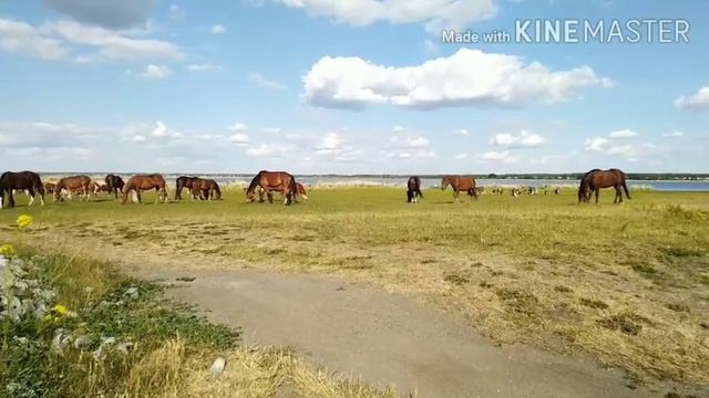 Прогулки с лошадками летом. Hanging with horses in summer